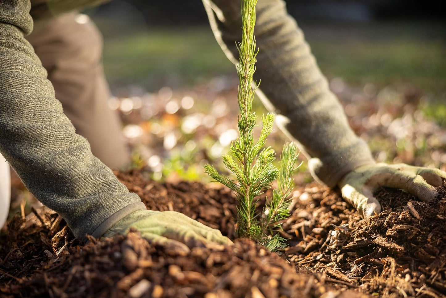 Black Spruce Live Tree Plug Seedlings | 6"-12" | Arbor Day Foundation (3-Pack)