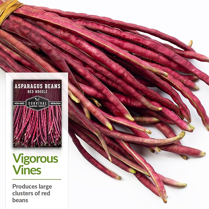 Survival Garden Seeds - Red Noodle Asparagus Bean Seed for Planting - 3 Packs with Instructions to Plant and Extremely Long Stringless Beans in Your Home Vegetable Garden - Non-GMO Heirloom Variety