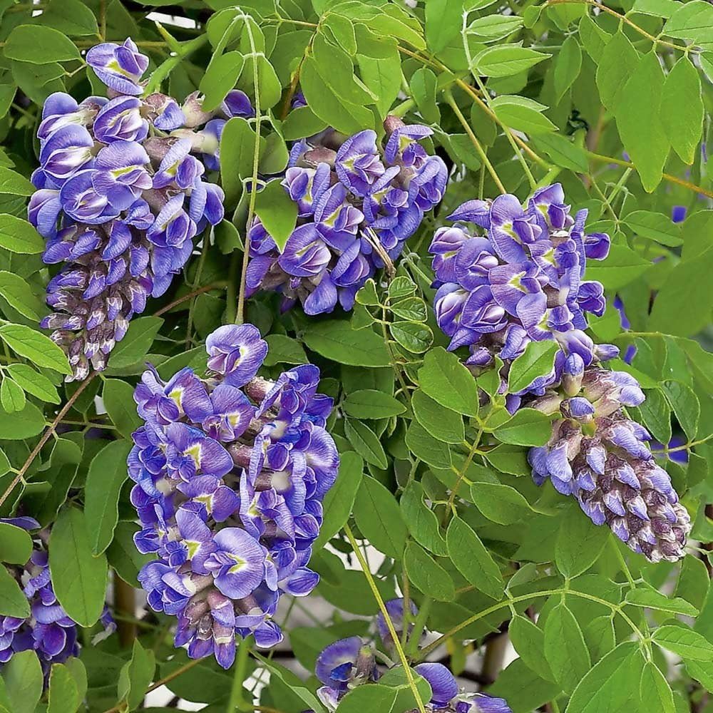 Amethyst Falls Wisteria -Starter Plant - 4 inch Pot by Daylily Nursery (4)