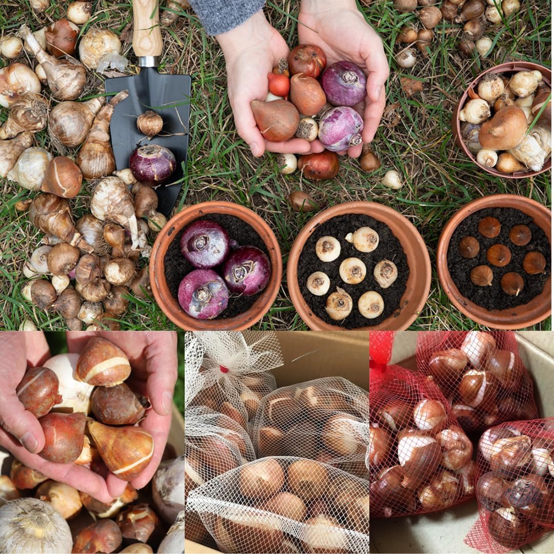 50 Mix Flowers Bulbs for Fall Planting, Perennial Flower Bulbs, Early Spring Flower to Plant Outside, 50 Days of Blooms, Colorful Blooms Groundcover Bulbs, Top Size, 5 Random Varieties