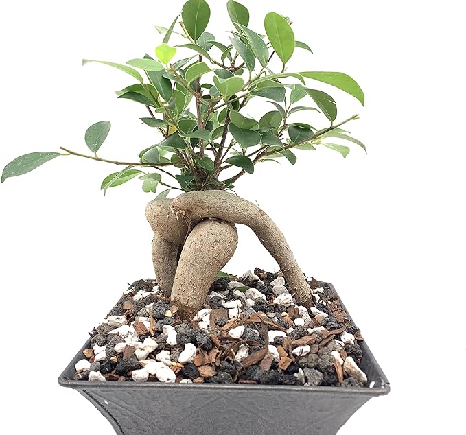 Pumice for Bonsai, Succulent, Cactus. | 20 Quarts Bag | 1/4β Particle Size | The Bonsai Supply