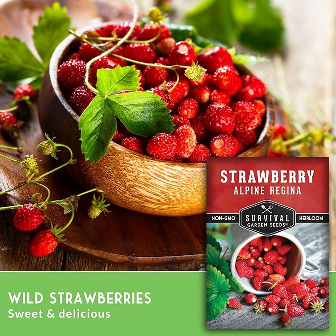 Survival Garden Seeds Alpine Regina Strawberry - 1 Packet of Fruit Seed with Instructions to Plant & Grow Wild Strawberries/Woodland Fruits in The Home Vegetable Garden - Non-GMO Heirloom Variety