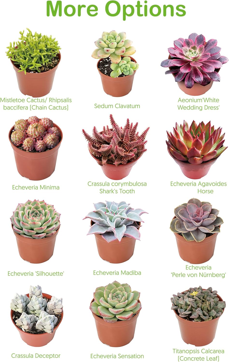 Live Succulent Plants Aeonium 'Dark Sea', Easy Care Potted Succulents, Approx 4" D x 8" H, Indoor Houseplant, Unique Gifts, Home Office Décor