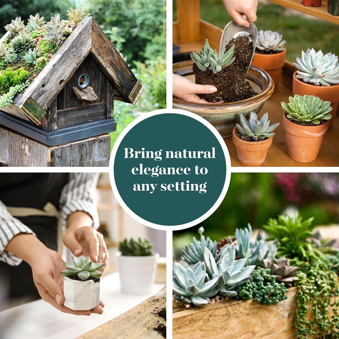 Shop Succulents Blue & Green Succulent Plant Pack Bulk Collection - Live Mini Succulent Plants, Low Maintenance, Mixture of Textures - Wedding and Party Favors, Gift & Garden, Pack of 100