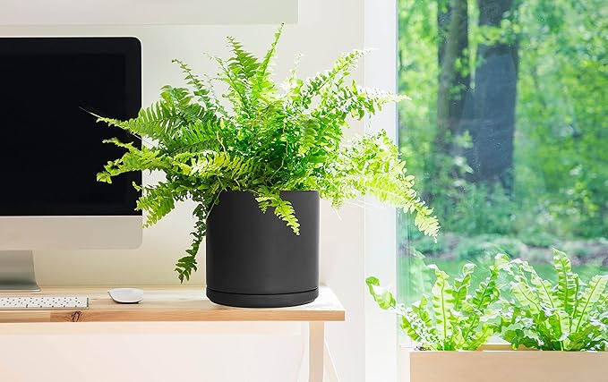 D'vine Dev Set of 2 Plants Pots, 8 Inch Ceramic Planter Pot for Plants with Drainage Hole and Saucer, Black, 94-V-D-2