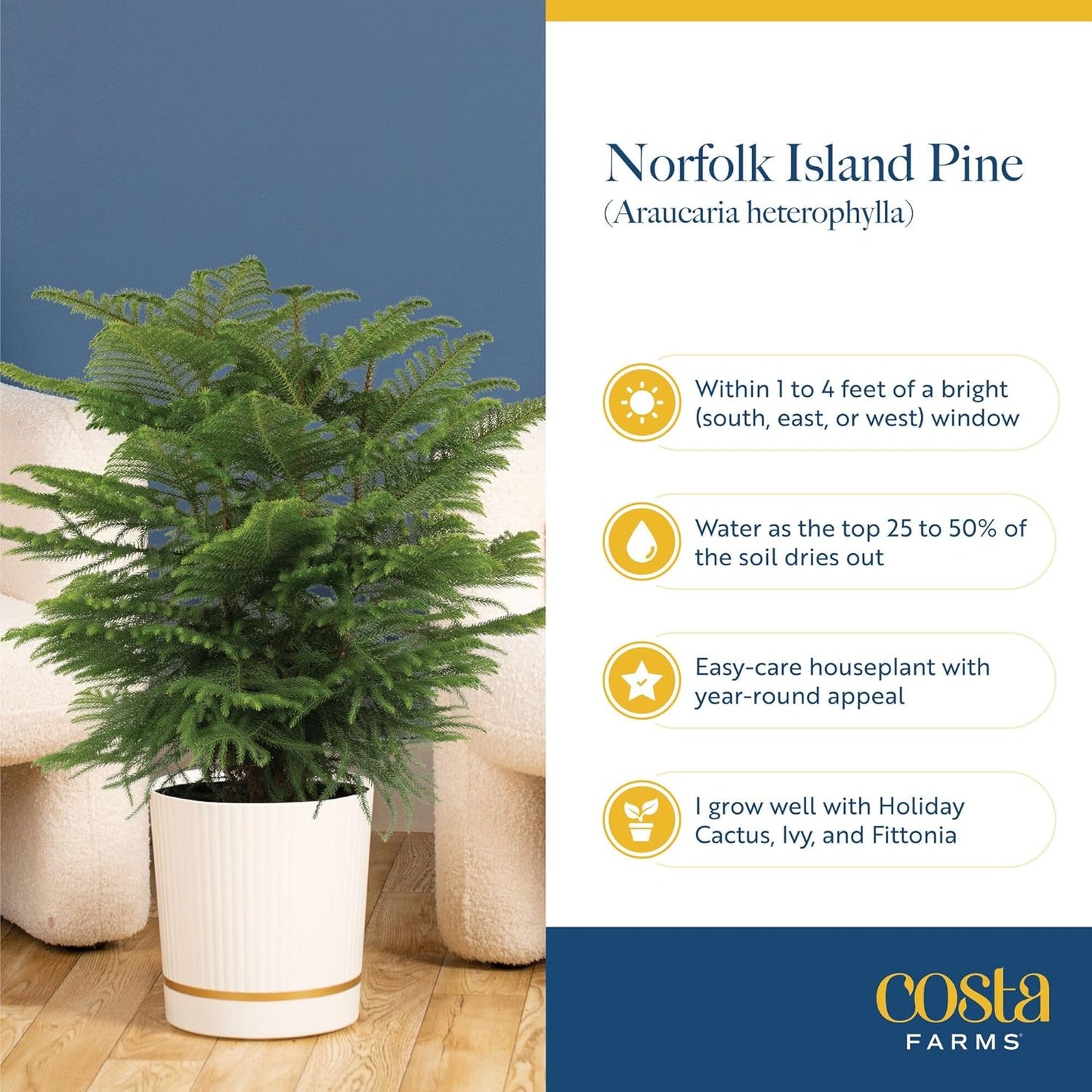 Costa Farms Norfolk Island Pine, Live Christmas Tree Plant in Holiday Decorative Plant Pot, Includes Decoration, Indoor Houseplant, Home, Room, or Office Decor, Christmas Gift, 10-14 Inches Tall