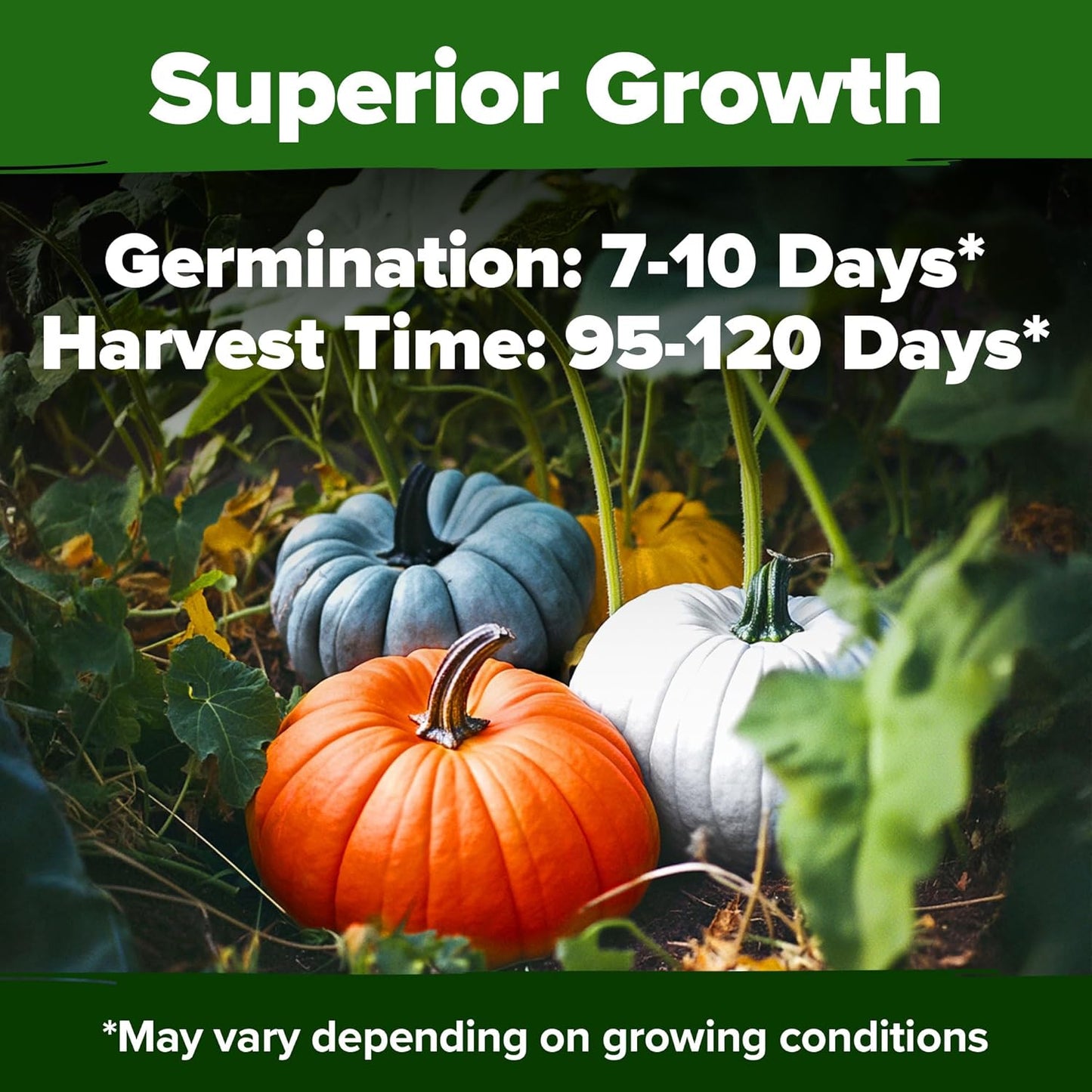 HOME GROWN π¨π¦π π£π₯ππ ππ¨π 5 Pumpkin Seeds Mix - 40 Seeds π‘π’π‘-ππ π’ Heirloom Pumpkin for Planting Ideal Garden for Unique Varieties Yellow Paris and Casper, Culinary and Decorative Use