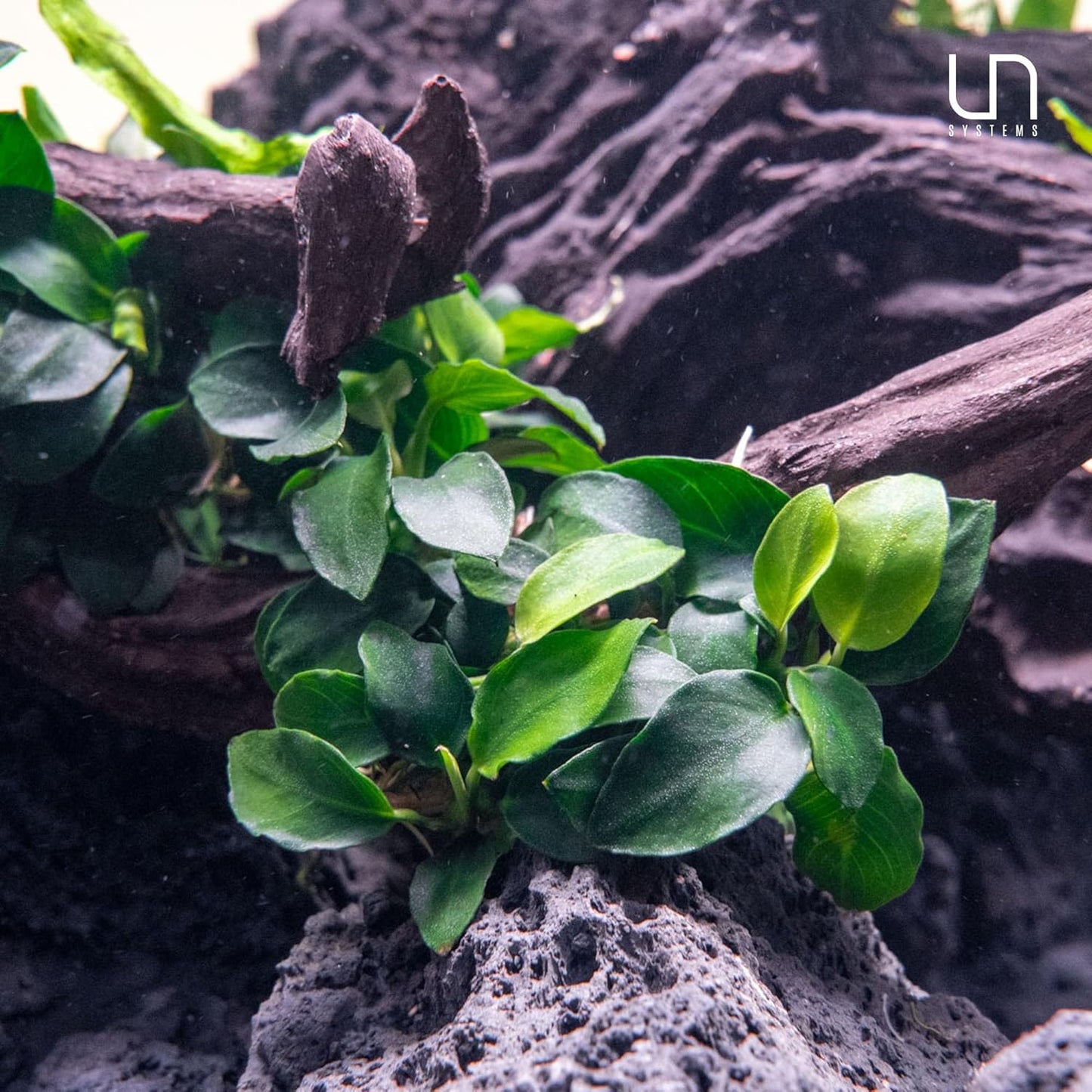 UNS Snail Free TC Anubias Nana Golden (Anubias barteri VAR. Nana) – Low Light, Golden Green Color, Foreground to Midground Tank Placement, Rhizome Growth, Tissue Culture - 1 Pack