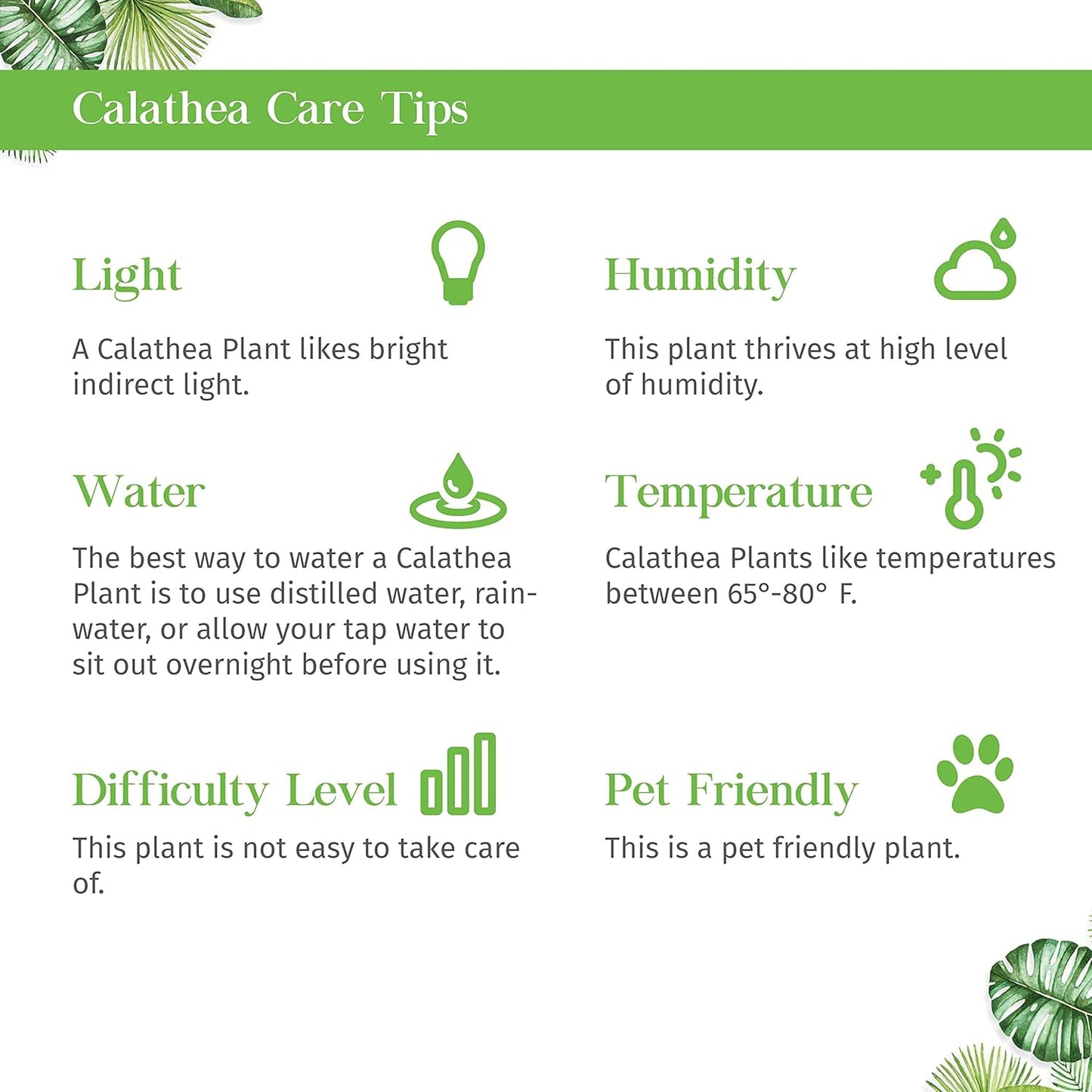Calathea Lancifolia Rattlesnake Live Plant for Indoor | Different Houseplants in 4'' & 6'' Pot | Real House Plant for Living Room, Office, Desk & Bathroom | Peacock Zebra