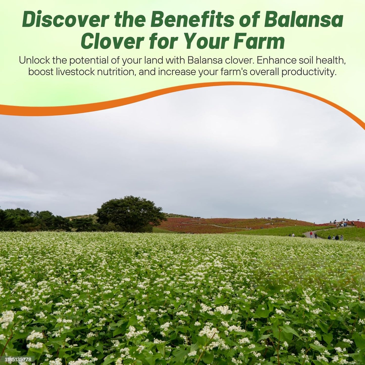 Outsidepride Fixation Balansa Clover Seeds for Lawn - 10 lbs. Coated & Inoculated, Cold Season, Drought Tolerant Cover Crop Seeds, Ideal for Erosion Control, Pasture, & Pollinator-Friendly Garden