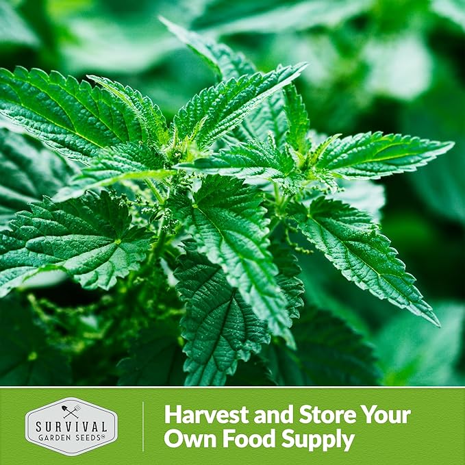 Stinging Nettle Seed for Planting - 2 Packets with Instructions to Plant and Grow Medicinal Herb Common Stinging Nettle in Your Home Herb Garden - Non-GMO Heirloom Variety - Survival Garden Seeds