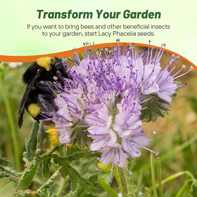 Outsidepride 1/4 lb. Annual Lacy Phacelia Wild Flowers Seeds for Planting