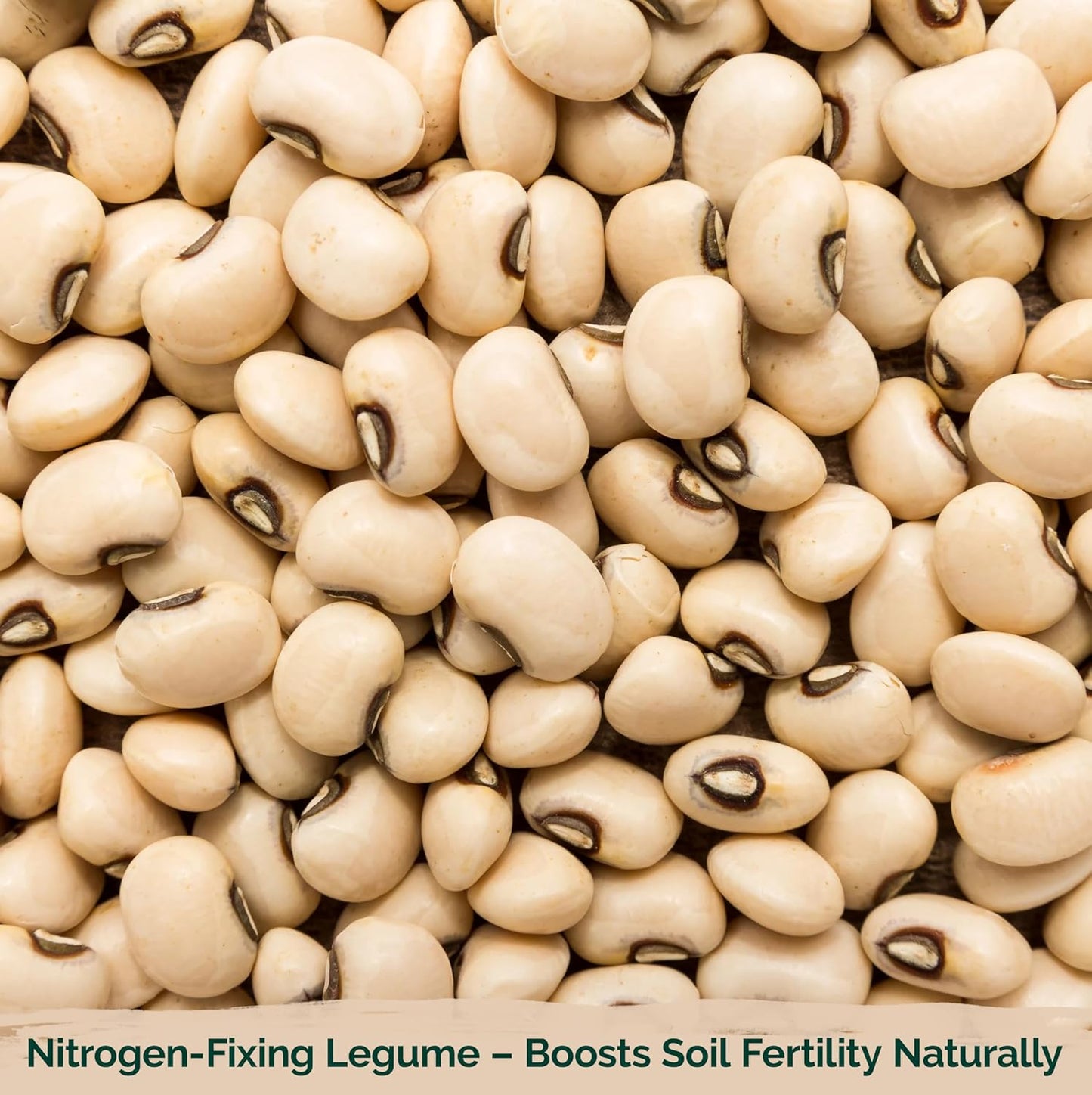 KVITER 75 California Black Eyed Peas Seeds for Planting (Vigna Unguiculata L.) — Cowpeas, Heirloom, Non GMO & Organic Peas, Field Peas, Heavy Yield — Vegetable Seeds for Outdoor Garden, Containers