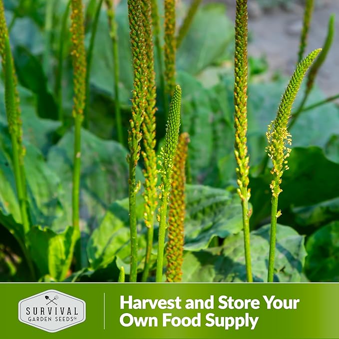 Common Plantain Seeds for Planting - 2 Packets with Instructions to Plant and Grow Plantago Major in Your Home Garden - Non-GMO Heirloom Medicinal Herb - Survival Garden Seeds