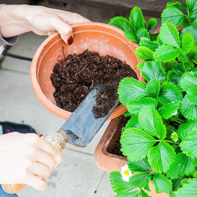 Organic Strawberry Soil Mix 1qt, Indoor Plants Potting Mix for All Potted Strawberry, Grow Healthy houseplants Indoors