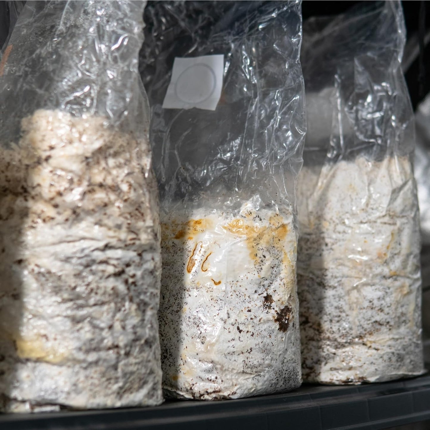 10X Mushroom Grow Bags - 5"x4"x19" Premium Autoclavable Spawn Bags, 0.2 Micron Filter Patch, 3 Mil Polypropylene - 50 Pack