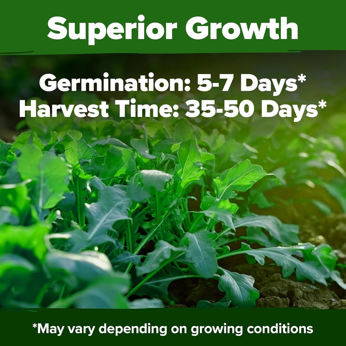 HOME GROWN Arugula Seed 2 Pack β 4350 π‘π’π‘-ππ π’ π¨π¦π Vegetable Seeds β Ideal Seeds for Hydroponic Garden Indoor β Premium and Heirloom Arugula Seeds for Planting (Eruca vesicaria)