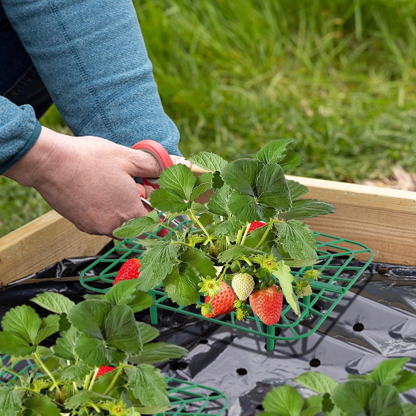 Iceyyyy 12 Packs Square Strawberry Supports-Strawberry Growing Racks- Plant Support Strawberry Stand Holder Growing Frame Keep Berries Clean (Square 12PCS)