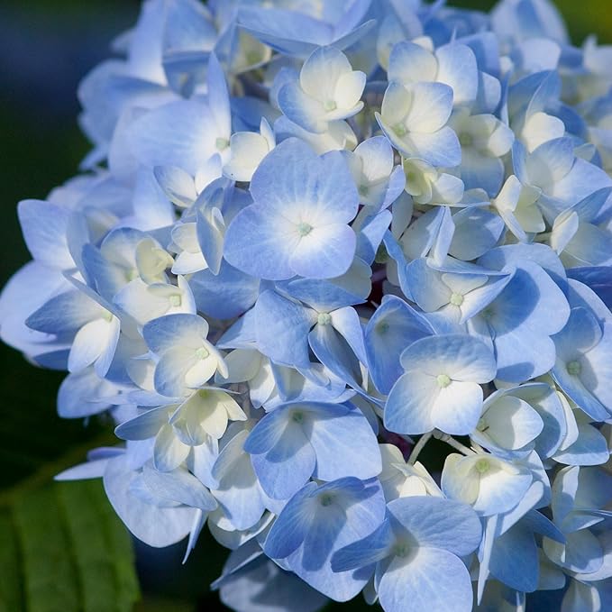 Endless Summer Original Hydrangea, 2 Gal, Pink and Blue Blooms