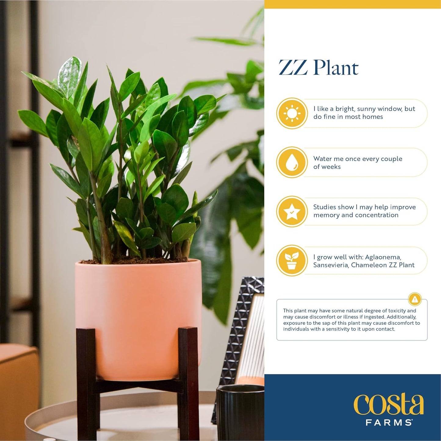 Costa Farms ZZ Chameleon Plant, Easy to Grow Live Indoor Houseplant in Garden Plant Pot, Home and Office Room Decor, Trending Tropicals Collection, 10-Inches Tall