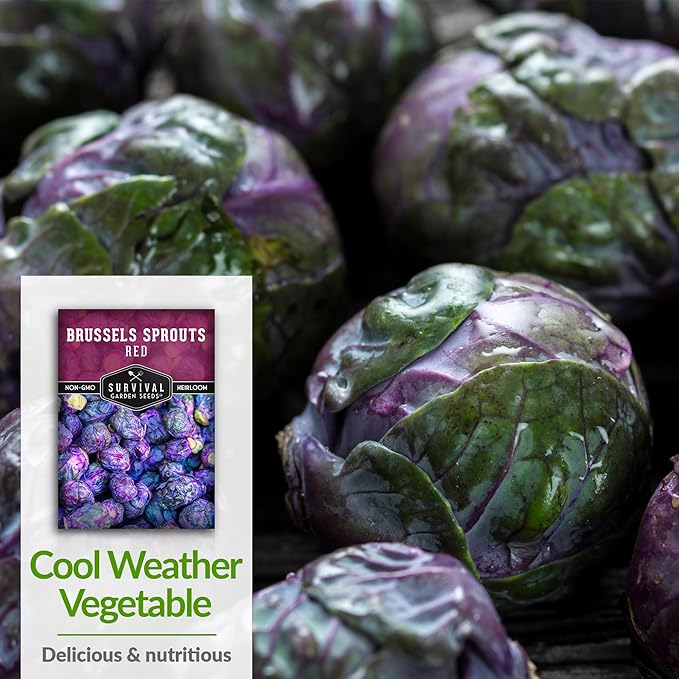 Red Brussels Sprouts Seed for Planting - 3 Packets with Instructions to Plant and Grow Unique Brassica Plants in Your Home Vegetable Garden - Non-GMO Heirloom Variety - Survival Garden Seeds