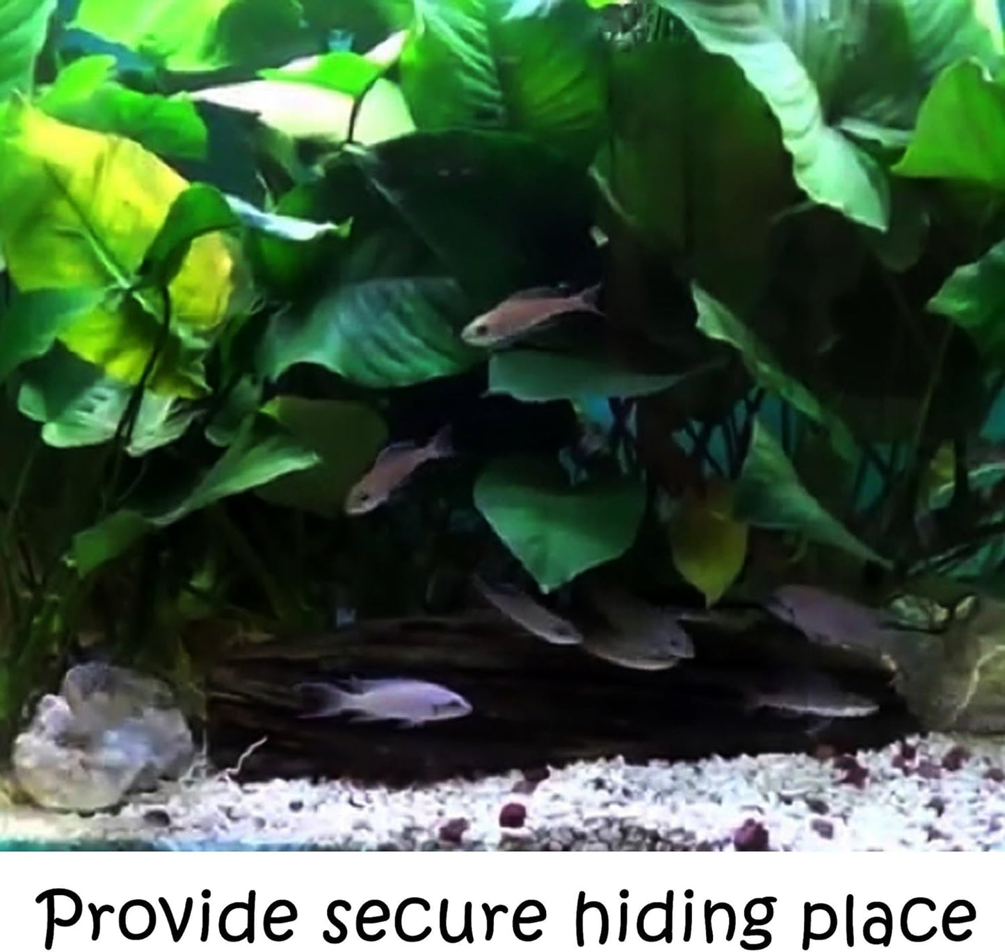 Greenpro (Anubias Barteri Butterfly) Anubias, Java Fern, Moss and More! Freshwater Live Aquarium Plants on Driftwood for Aquatic Tropical Fish Tank Decorations - Easy to Drop