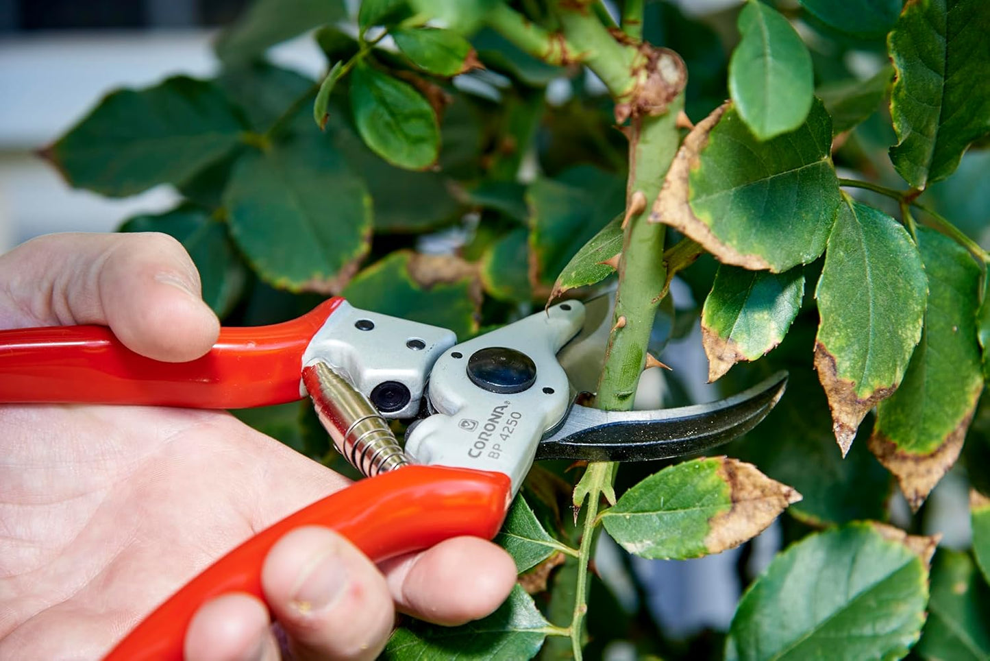 Corona BP 4250 Forged Steel Aluminum Handles Bypass Hand Pruner - 1 inch Cut Capacity Stem and Branch Garden Shears, Red