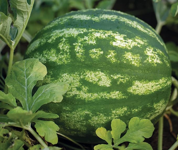 Burpee Crimson Sweet Watermelon Seeds 100 Seeds (Pack of 2)