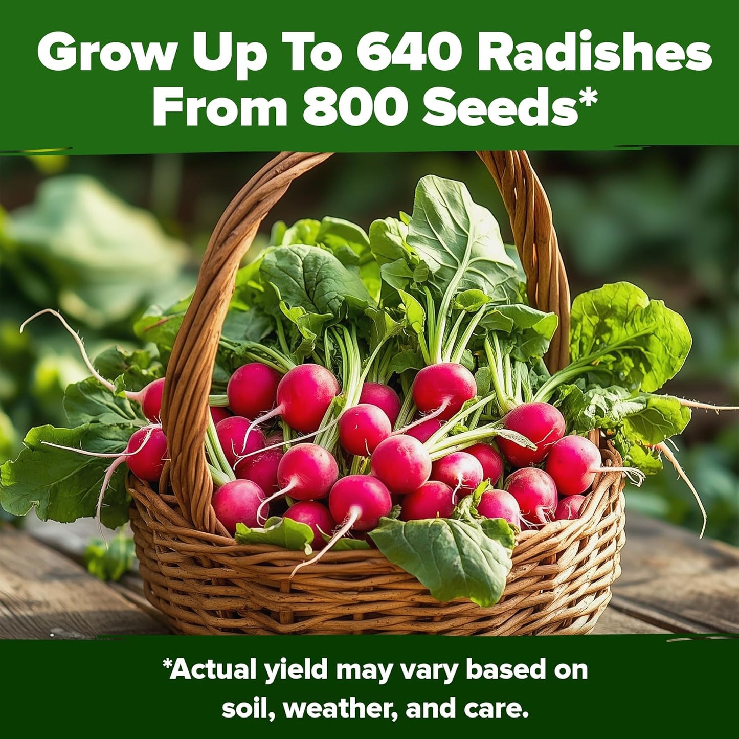HOME GROWN π¨π¦π π£π₯ππ ππ¨π Cherry Belle Radish Seeds 800+ π‘π’π‘-ππ π’ Heirloom Vegetable Seeds for Planting Outdoors Harvest in 30 Days Red Radishes, Spring and Fall Gardens (Raphanus Sativus)