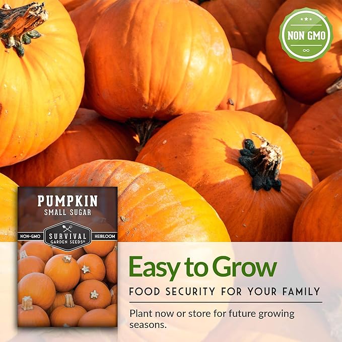 Survival Garden Seeds - Small Sugar Pumpkin Seed for Planting - 3 Packs with Instructions to Plant and Grow Pie Pumpkins in Your Home Vegetable Garden - Non-GMO Heirloom Variety