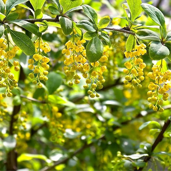 CHUXAY GARDEN European Barberry Seed 20 Seeds Great Berberis Vulgaris Deciduous Shrub Attract Butterflies and Bees Fast Growing & Maintain