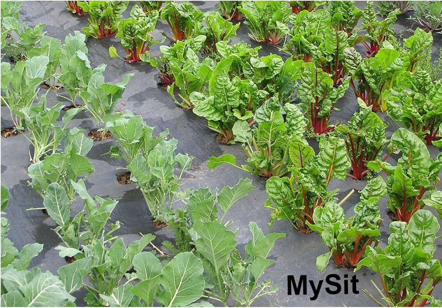 MySit 12" Garden Stakes Pins Landscape Staples 11Ga Tent Stakes 200Pack, Heavy Duty Galvanized Steel Metal Yard Stakes Ground Lawn Staples Fence Anchors for Weed Barrier Fabric