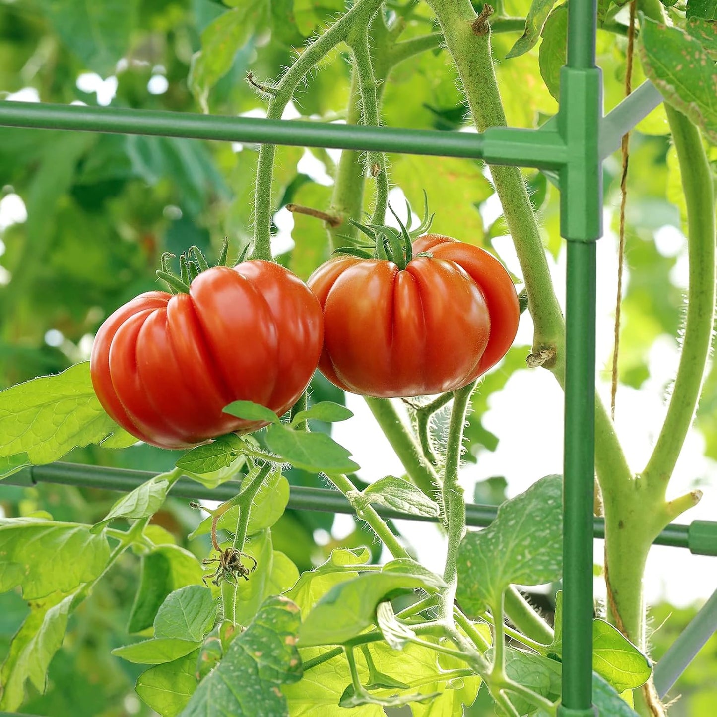 Halatool Tomato Cage for Garden 3 Pack, Square Heavy Duty Adjustable Tomatoes Cages Trellis Stakes Plant Support for Pots Climbing Plants Vegetables Flowers Fruits Cucumber Peony (39 Inch, Extra-Bold)