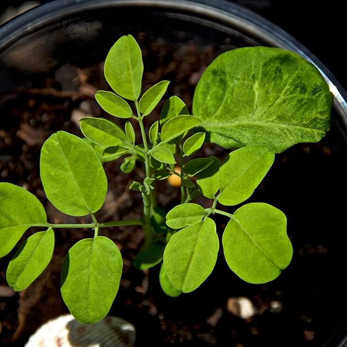 Moringa Seeds for Planting - 10 g Packet ~39+ Seeds - Grow Moringa Seeds to Eat - Moringa Plant Tree Seedlings - The Tree of Life, Moringa Oleifera