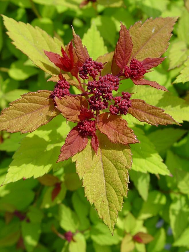 Spiraea jap. 'Magic Carpet' (Spirea) Shrub, #3 - Size Container