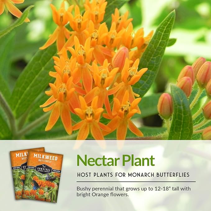 Butterfly Milkweed Seeds for Planting - 5 Packs with Instructions to Grow Asclepias Tuberosa - Attract Butterflies & Help Conservation - Non-GMO Heirloom Open-Pollinated - Survival Garden Seeds