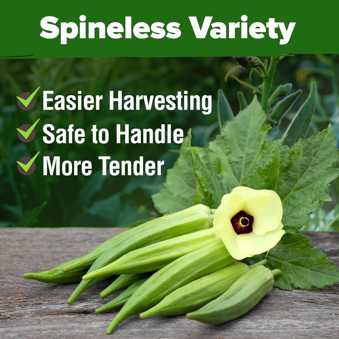HOME GROWN Clemson Spineless Okra Seeds - 202 (2 Pack) π‘π’π‘-ππ π’ π¨π¦π Heirloom Vegetable Seeds, Premium Garden Seeds for Planting Outdoors (Abelmoschus esculentus)