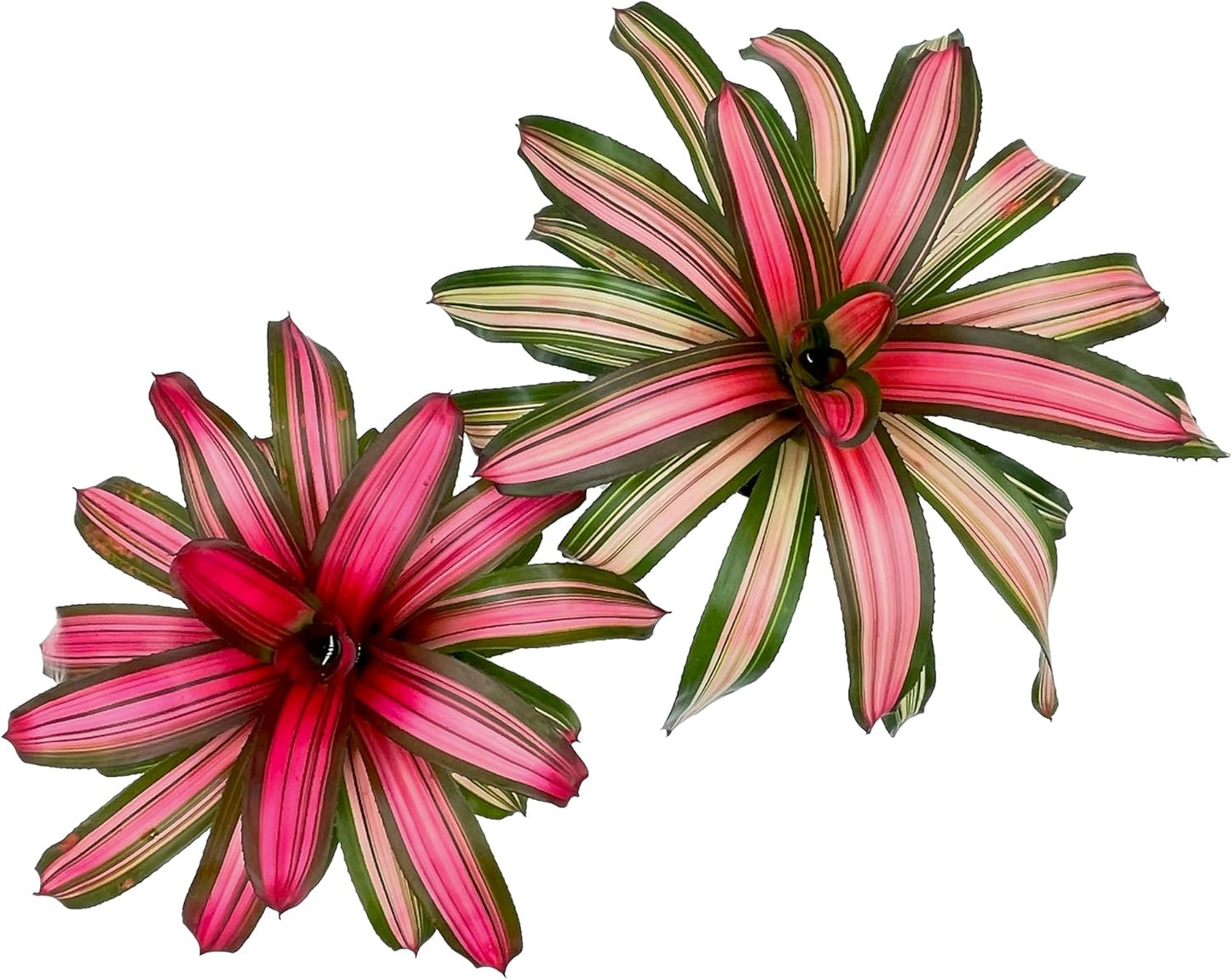 ragnaroc Live Plants – Bromeliad Neoregelia Minerva, 8-12" in 6" Pot - 1ct - Live Arrival Guaranteed - House Plants for Home Decor & Gift