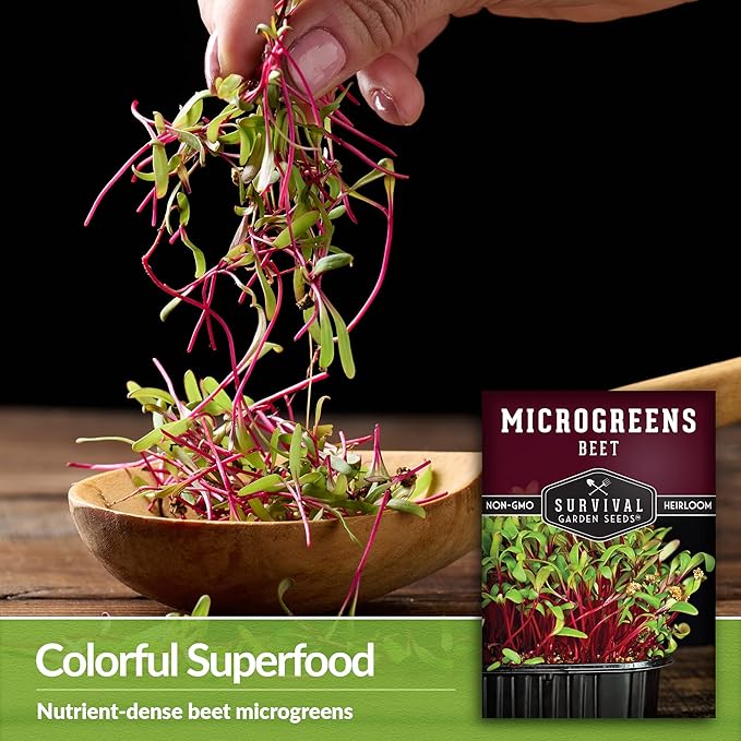 5 Packs Beet Microgreens Seeds for Planting and Growing - Plant Green Leafy Micro Vegetable Plants Indoors - Grow Your Own Mini Windowsill Garden - Non-GMO Heirloom - Survival Garden Seeds