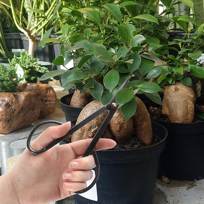 BambooMN 7.2" Black Bonsai Trimming Shear - 10 Pieces