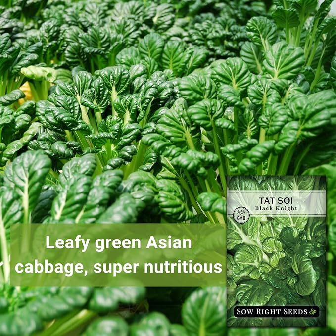 Sow Right Seeds - Black Knight Tat SOI Seeds for Planting - Non-GMO Heirloom Packet with Instructions to Plant a Home Vegetable Garden - Chinese Mustard Greens for Cooking - Dark Leafy Green (2)