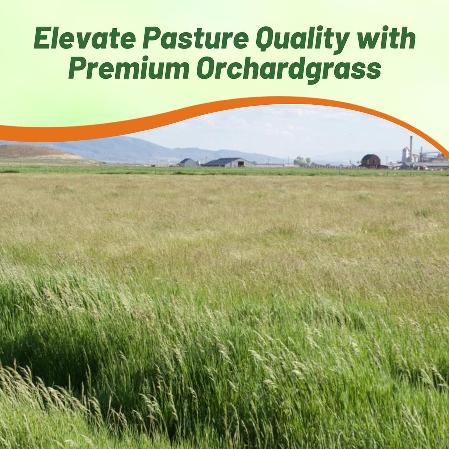 Outsidepride Grazer Orchard Pasture Grass Seed - 50 Lbs. Perennial, Drought & Shade Tolerant, Winter Hardy Fescue Seed for Hay, Grazing, Silage, Greenchop, Goat Feed, & Lawn Use