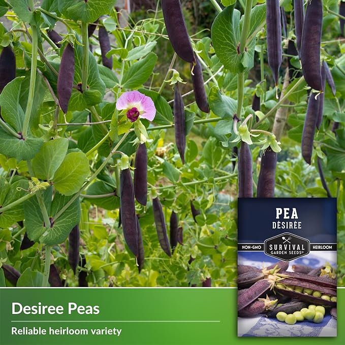 Desiree Pea Seed for Planting - 2 Packets with Instructions to Plant and Grow Delicious Purple-Podded Snap Peas in Your Home Vegetable Garden - Non-GMO Heirloom Variety - Survival Garden Seeds