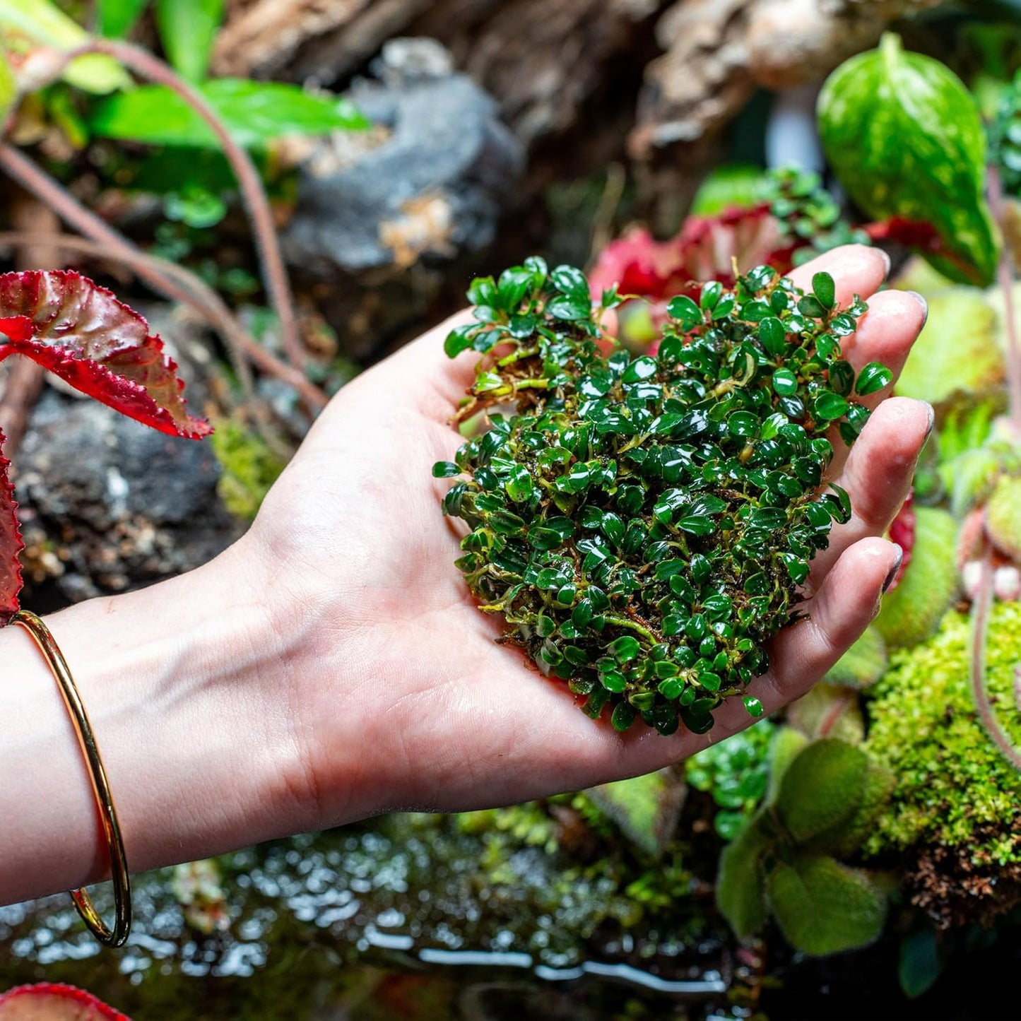 SubstrateSource Bucephalandra Brownie Phoenix Live Aquarium Plant - Natural Freshwater Fish Tank Decorations, Aquatic Decor (Small Clump (3-5 Plants))