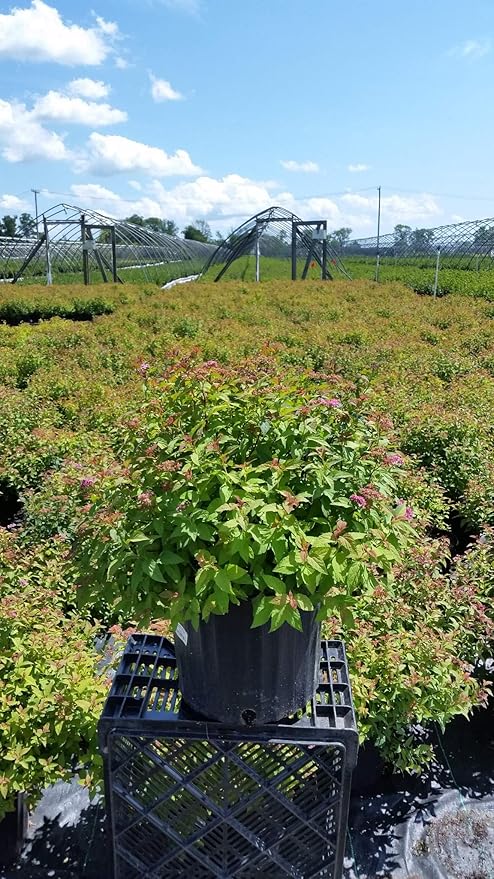 Spiraea jap. 'Magic Carpet' (Spirea) Shrub, #3 - Size Container