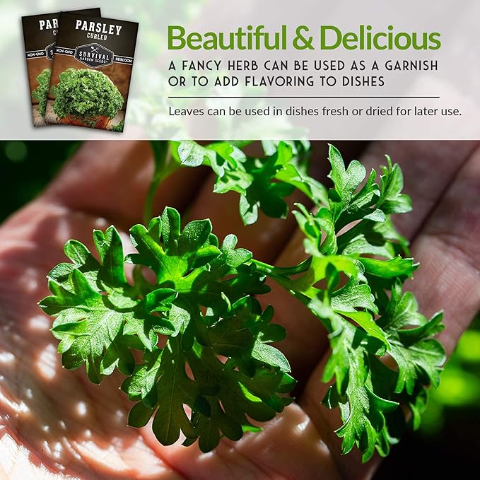 Survival Garden Seeds - Curled Parsley Seed for Planting - 3 Packs with Instructions to Plant and Grow Nutritious Curly Parsley Herb Plants in Your Home Vegetable Garden - Non-GMO Heirloom Variety