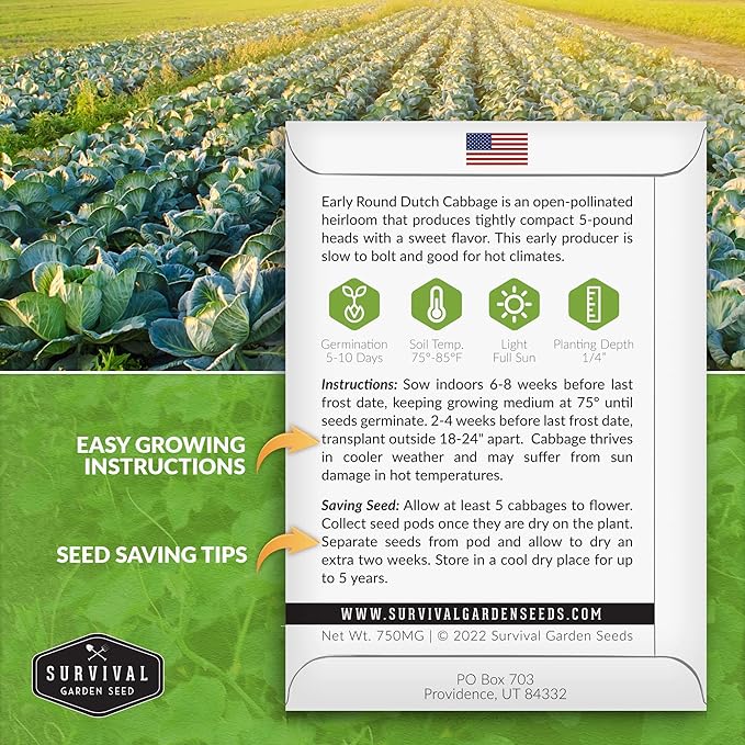 Survival Garden Seeds - Early Round Dutch Cabbage Seed for Planting - 2 Packs with Instructions to Plant and Grow Green Cabbages in Your Home Vegetable Garden - Non-GMO Heirloom Variety