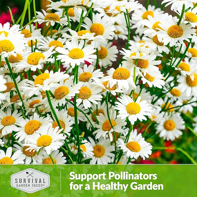 German Chamomile Seeds for Planting - 1 Packet with Instructions to Plant and Grow Matricaria chamomilla in Your Home Herb Garden - Non-GMO Heirloom Variety - Survival Garden Seeds