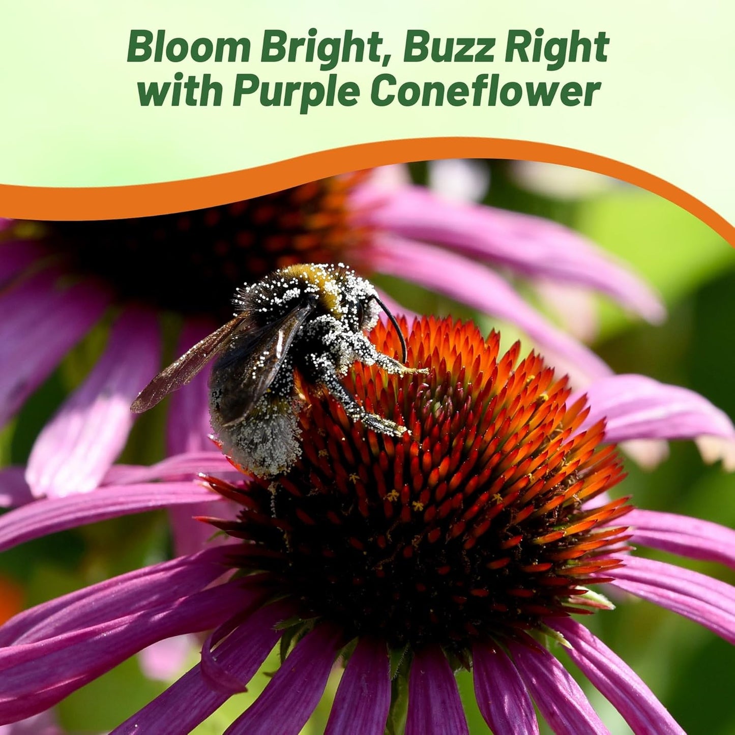 Outsidepride Purple Echinacea Coneflower Seeds - 1/4 lb Perennial, Deer-Proof & Drought Tolerant Flower Seeds with Daisy-Like Blooms for Pollinator-Friendly Gardens, Borders, & Meadows