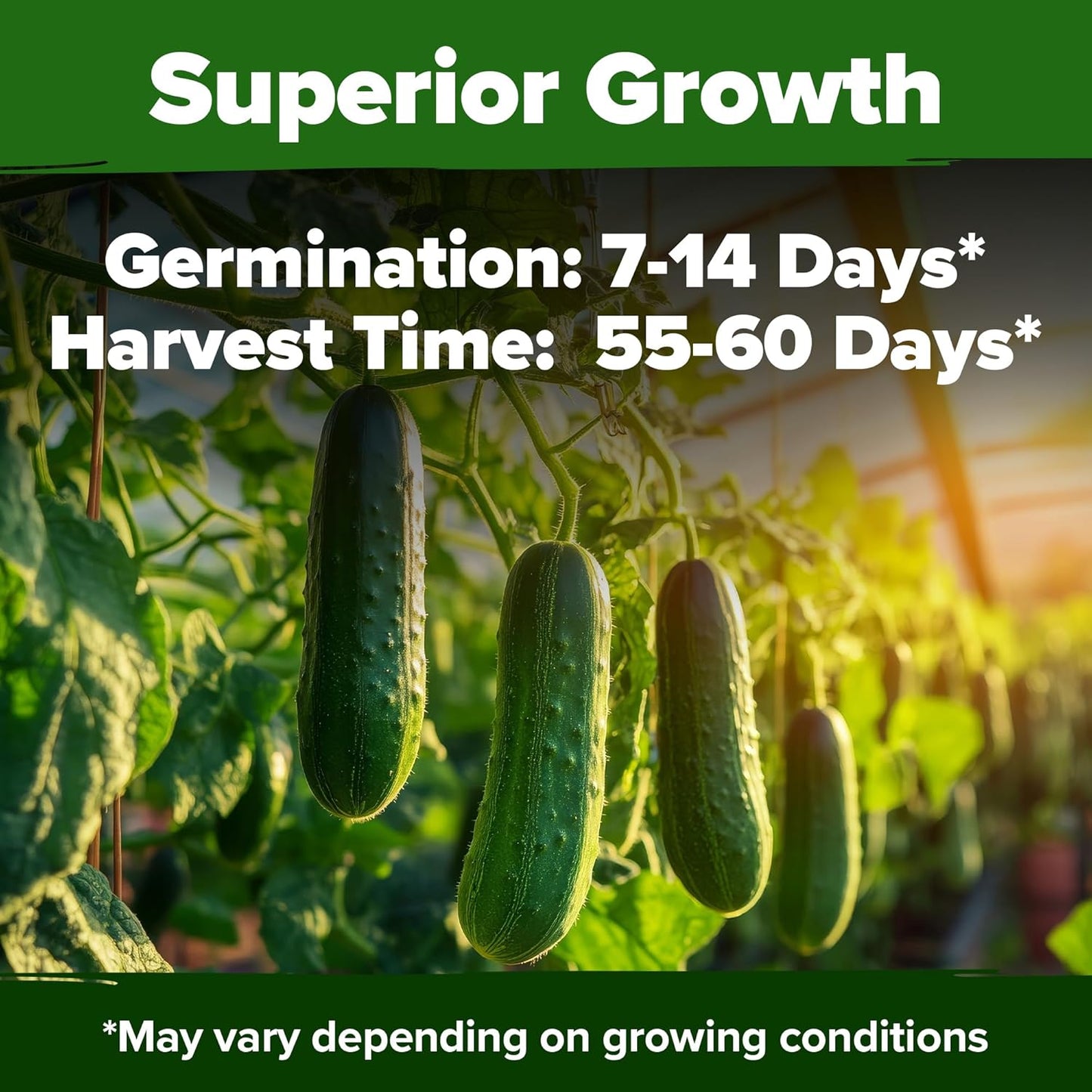 HOME GROWN π¨π¦π π£π₯ππ ππ¨π Organic Cucumber Seeds - 200 Marketmore Heirloom π‘π’π‘-ππ π’ Vegetable Seeds for Planting in Trellises, Raised Beds, Containers (Cucumis sativus)